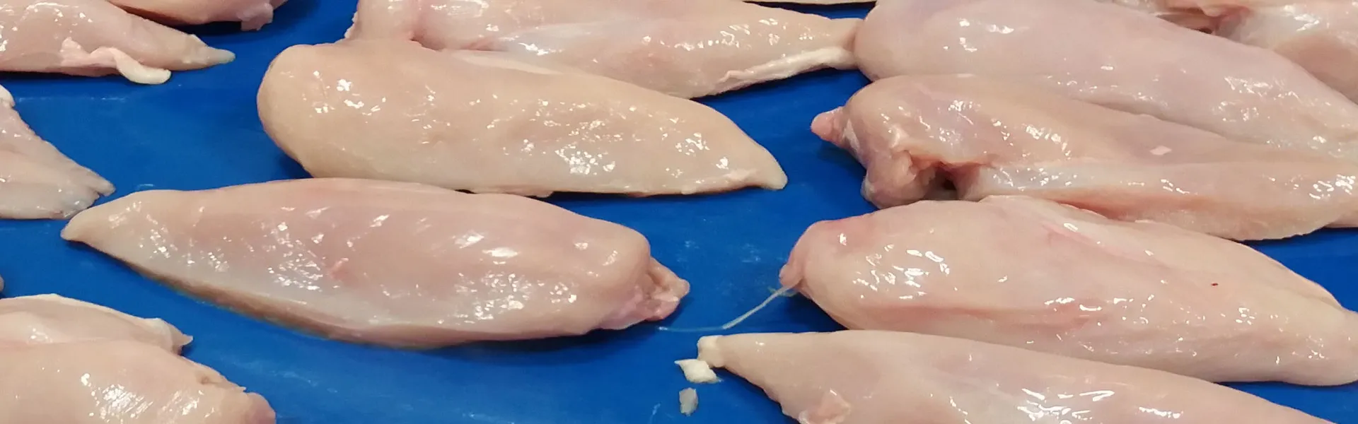 Redukcja liczebności bakterii Campylobacter