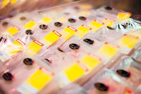 Gazy spożywcze dla MAP