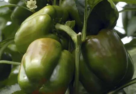 Wzbogacanie szklarni w CO2