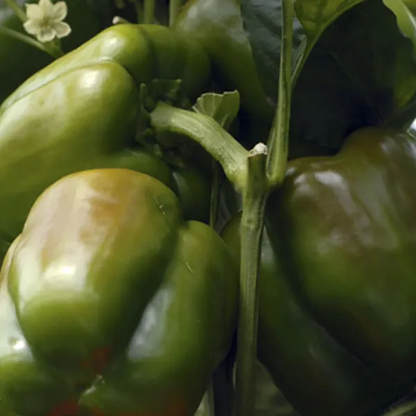 Wzbogacanie szklarni w CO2